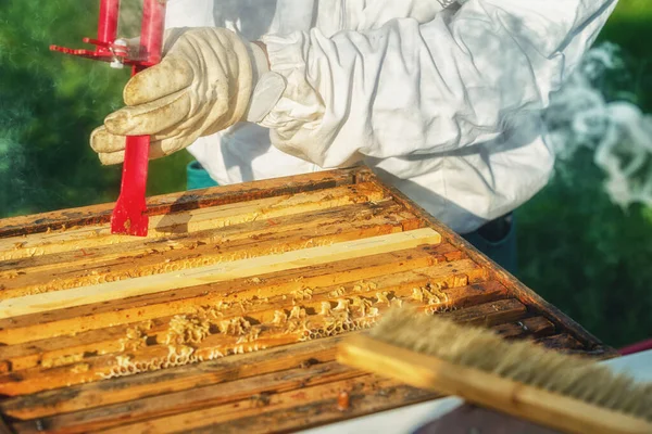 Bijenhouder Manipuleert Met Honingraat Vol Gouden Honing — Stockfoto