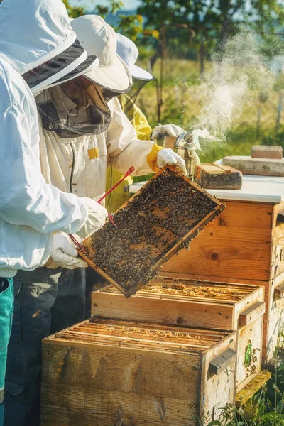 Apiculteur Manipulant Avec Nid Abeille Plein Miel Doré — Photo