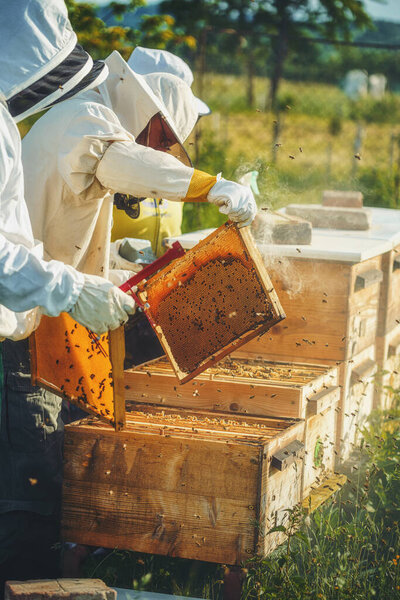 Beekeeper manipulating with honeycomb full of golden honey