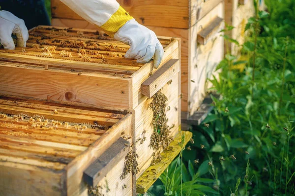 Бджолярка Маніпулює Медовим Пакетом Наповненим Золотим Медом — стокове фото