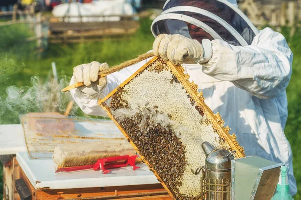 Bijenhouder Manipuleert Met Honingraat Vol Gouden Honing — Stockfoto
