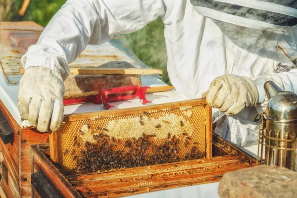 Beekeeper Manipulating Honeycomb Full Golden Honey — Stock Photo, Image