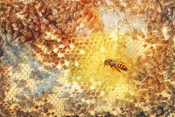 Plastry Miodu Miodem Pszczołami Pszczelarstwo — Zdjęcie stockowe