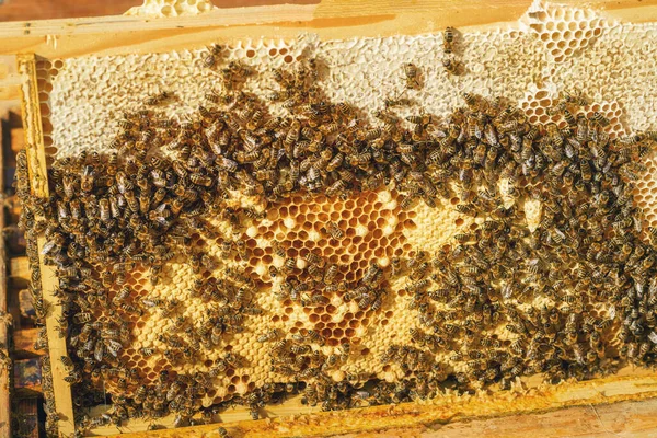 Lebah Madu Dengan Madu Dan Lebah Apikultur — Stok Foto