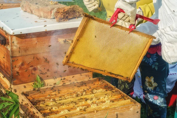 Včelař Manipuluje Medovým Hřebenem Plným Zlatého Medu — Stock fotografie