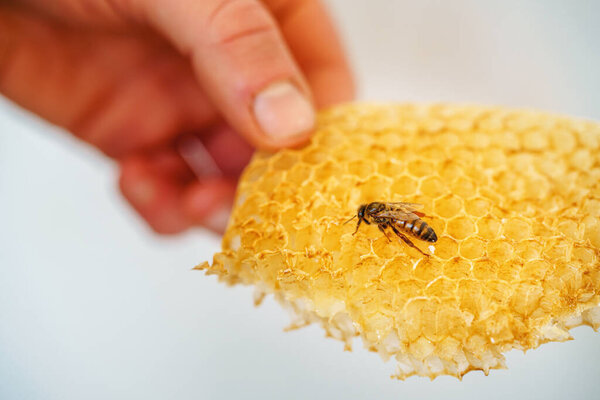 Bee Honeycombs Honey Bees Apiculture Stock Photo