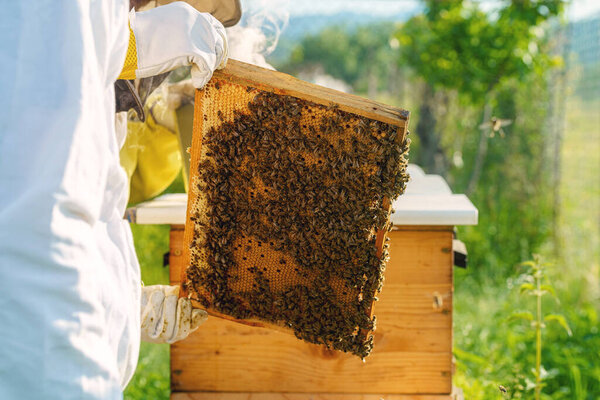 Beekeeper Manipulating Honeycomb Full Golden Honey Royalty Free Stock Images