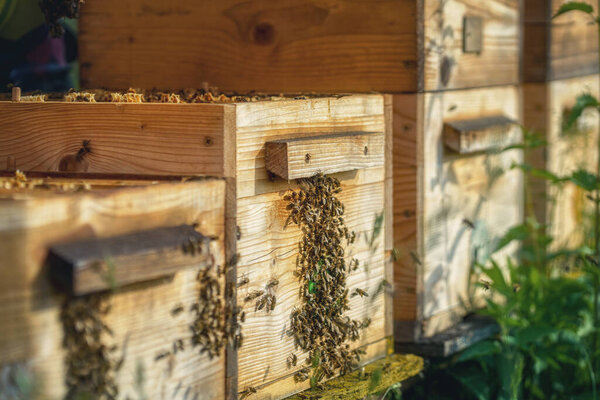Woden Hives Bees Apiary Stock Image