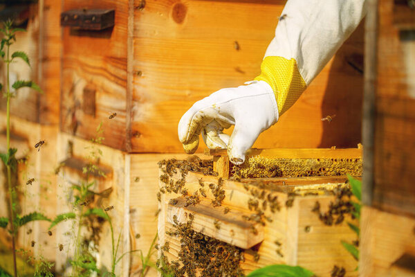 Beekeeper Manipulating Honeycomb Full Golden Honey Stock Photo