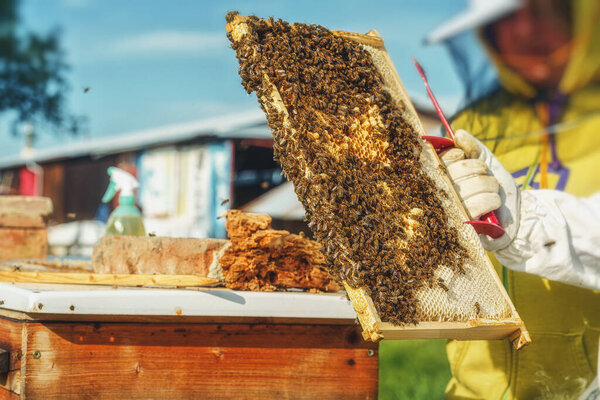 Beekeeper Manipulating Honeycomb Full Golden Honey Royalty Free Stock Photos