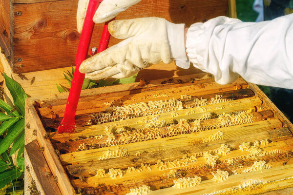 Bee Honeycombs Honey Bees Apiculture Royalty Free Stock Images