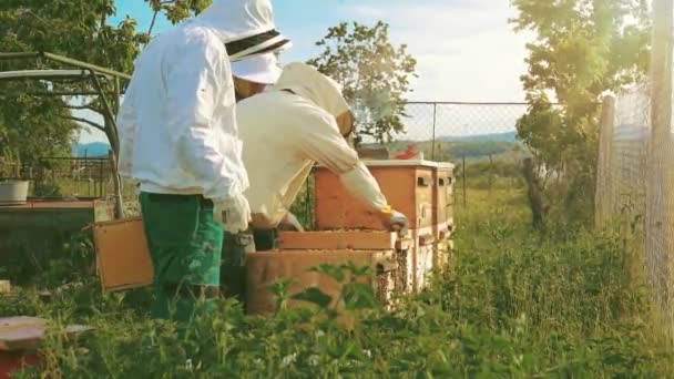Μελισσοκόμος Χειραγωγεί Κηρήθρα Γεμάτη Χρυσό Μέλι — Αρχείο Βίντεο