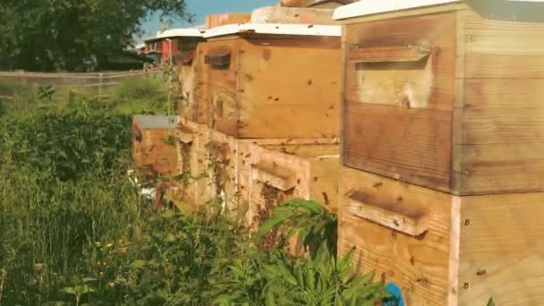 Κυψέλες Των Μελισσών Στο Μελισσοκομείο — Αρχείο Βίντεο