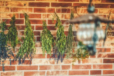 Taze bitkiler kurudu ve duvarda asılı.
