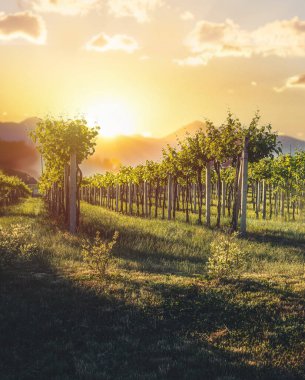 beautiful vineyard at sunset in summer