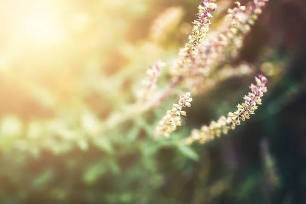 Lavender Flowers Close Blur Background — Fotografia de Stock
