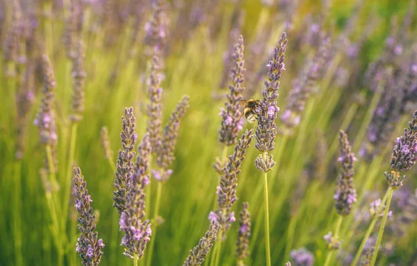 Bumblebee Zoek Naar Nectar Van Lavendelbloem — Stockfoto