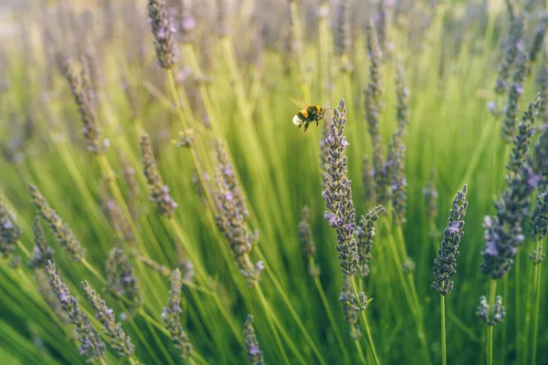 Bumblebee Looking Nectar Lavender Flower — Foto Stock