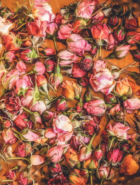 Background Beautiful Color Roses — Fotografia de Stock