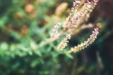 Lavanta çiçekleri kapanıyor, arkaplan bulanık