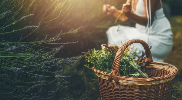 Woman Collect Lavender Woman Lavender Field — Stockfoto