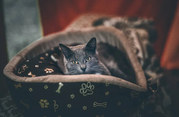 Kucing Abu Abu Yang Indah Tempat Tidur Kontak Mata — Stok Foto