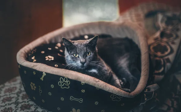 beautiful gray cat in bed, eye contact