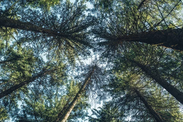 Bos Landschap Van Sparren Bomen Uitzicht Van Onderen — Stockfoto