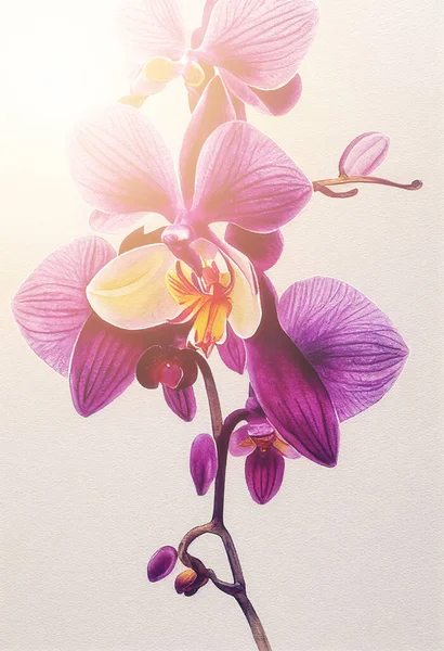 Sfondo Con Bella Orchidea Acquerello Sfondo Fiore — Foto Stock