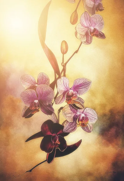 Bakgrund Med Vackra Akvarell Orkidé Blomma Bakgrund — Stockfoto