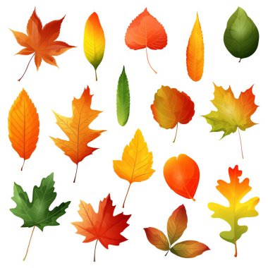  Güzel renkli sonbahar izinleri. Vektör illüstrasyonu.