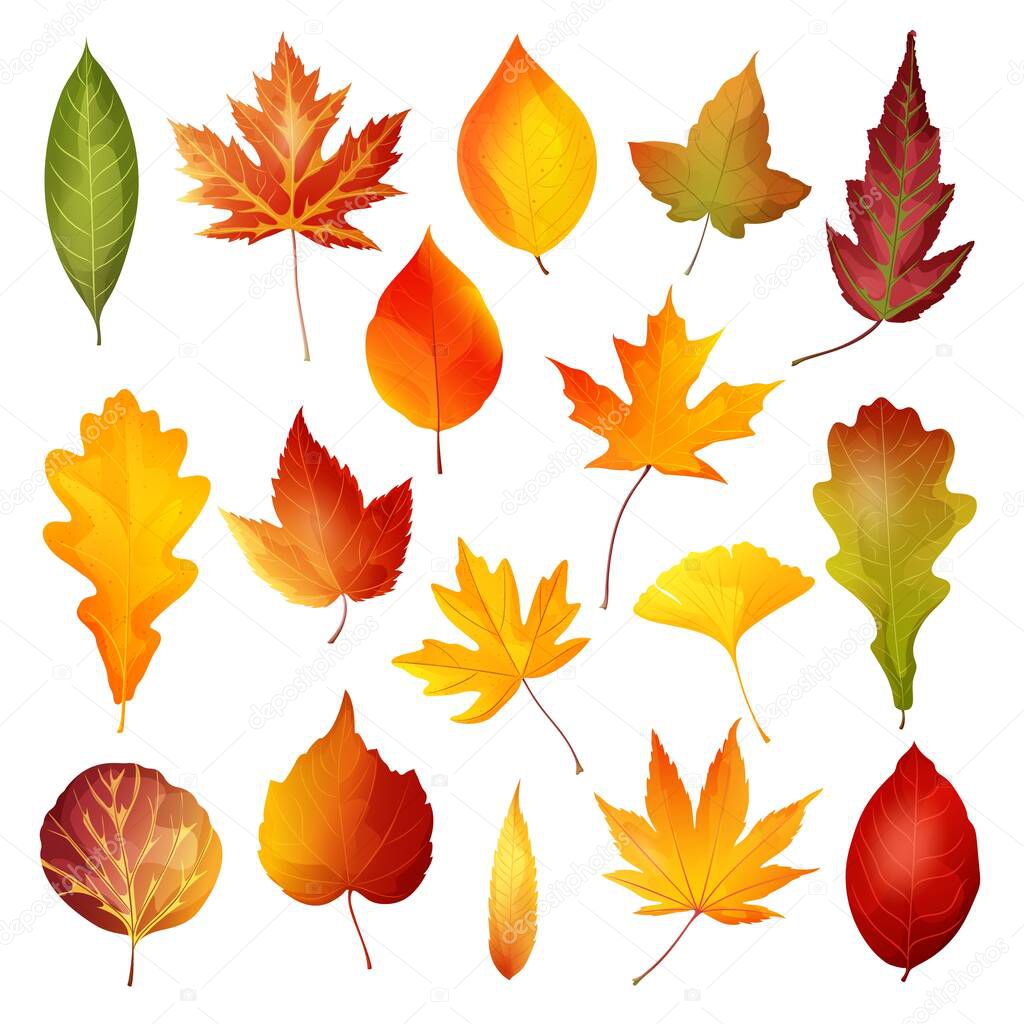  Beautiful colourful autumn leaves.Vector illustration