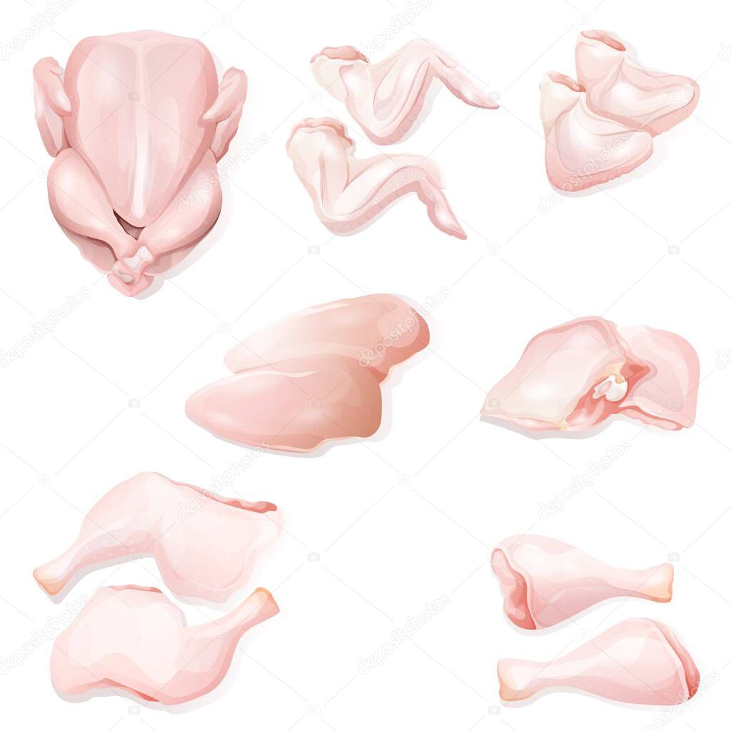 Vector illustration set of different types chicken meat raw portions fillet, thigh, breasts, wings and legs, drumsticks. Butcher shop, farmer market. Farm animal. 