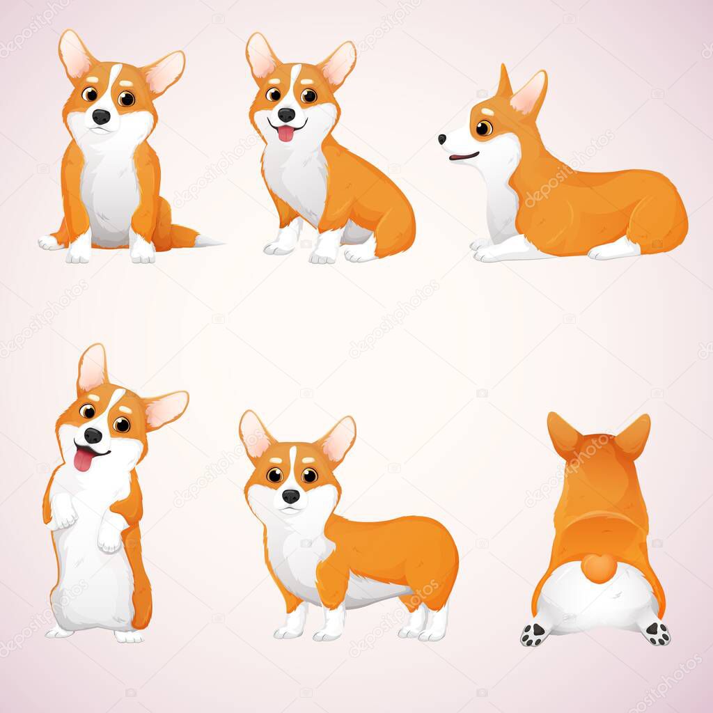 Vector set of corgis in different poses