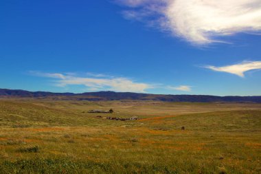 Bulutlu ve dağ arkaplanlı çiçek açan gelincik çiçekleri 