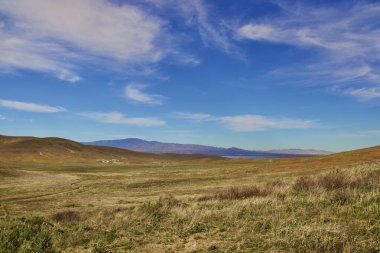 Bulutlu ve dağ arkaplanlı çiçek açan gelincik çiçekleri 