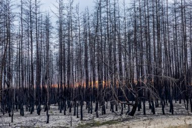 Gün batımında orman yangınından sonra yanmış ağaçlar. Ateş üstüne ölü kara orman.. 