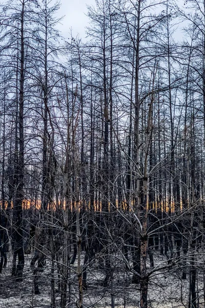 Burnt trees after a forest fire. burnt pine forest at sunset. dead black forest after fire. vertical photo
