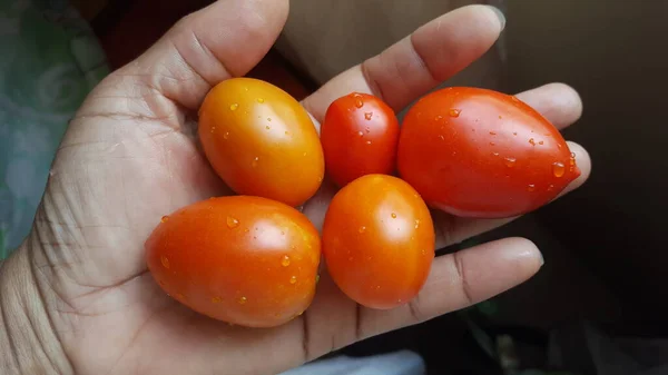 Una Mano Tiene Alcuni Pomodori Rossi Maturi Quasi Maturi Pomodori — Foto Stock