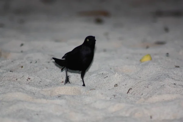 Pájaro Negro Pájaro Cuervo Negro Está Caminando Sobre Arena Playa — Foto de Stock