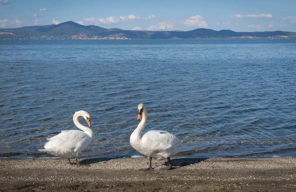 Image of two swans with elegant necks on Lake Bracciano in Lazio in Italy