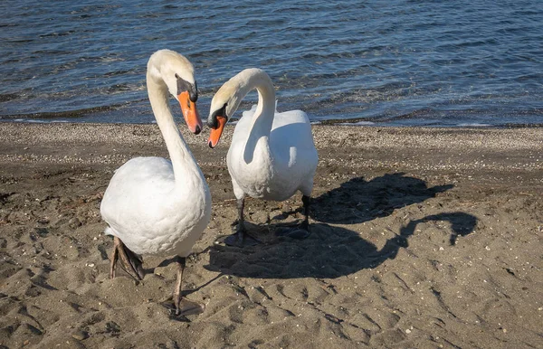 Immagine Due Cigni Dal Collo Elegante Sul Lago Bracciano Nel — Foto Stock