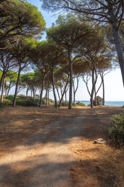 Torre Astura, Lazio, İtalya 'da sahildeki bir kaydırak üzerindeki çam ormanının görüntüsü