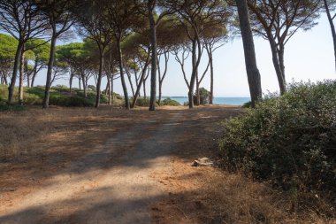 Torre Astura, Lazio, İtalya 'da sahildeki bir kaydırak üzerindeki çam ormanının görüntüsü