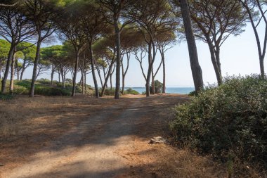 Torre Astura, Lazio, İtalya 'da sahildeki bir kaydırak üzerindeki çam ormanının görüntüsü