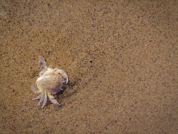 Krabí Krunýř Příboji Pláži Sabaudii Itálii — Stock fotografie
