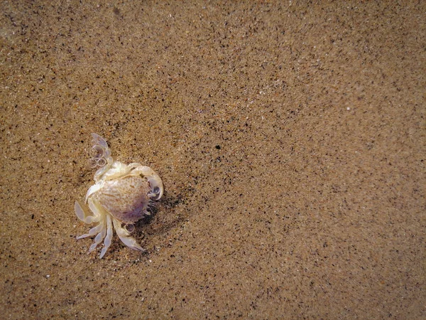 Coquille Crabe Dans Surf Sur Plage Sabaudia Italie — Photo