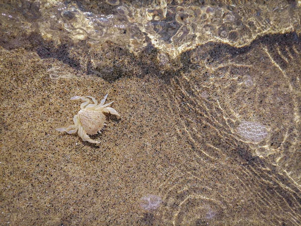 Crab Shell Surf Beach Sabaudia Italy — Stock Photo, Image