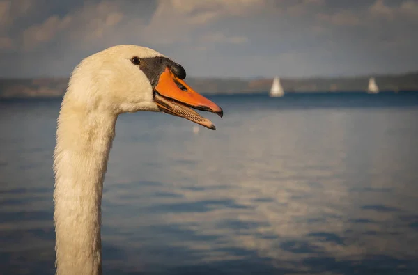 Portrait Cygne Blanc Sur Lac Bracciano Latium Italie — Photo