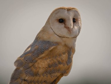 Ahırın arka planındaki baykuşun yakın plan portresi